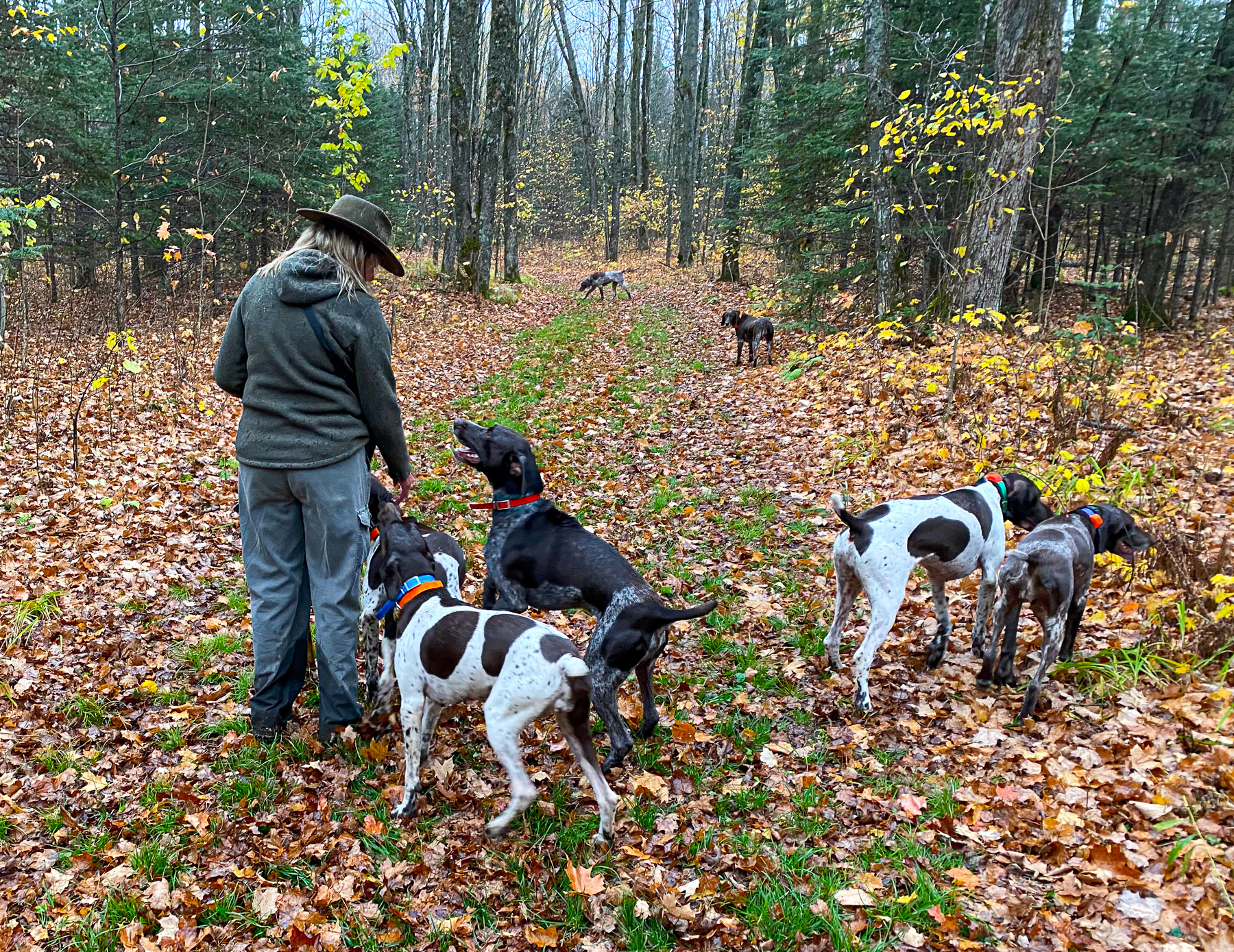 Person in green coat and hat stands among several leashed dogs on an autumn forest path with fallen leaves.